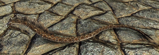 ヘビ.jpg ヘビ.jpg